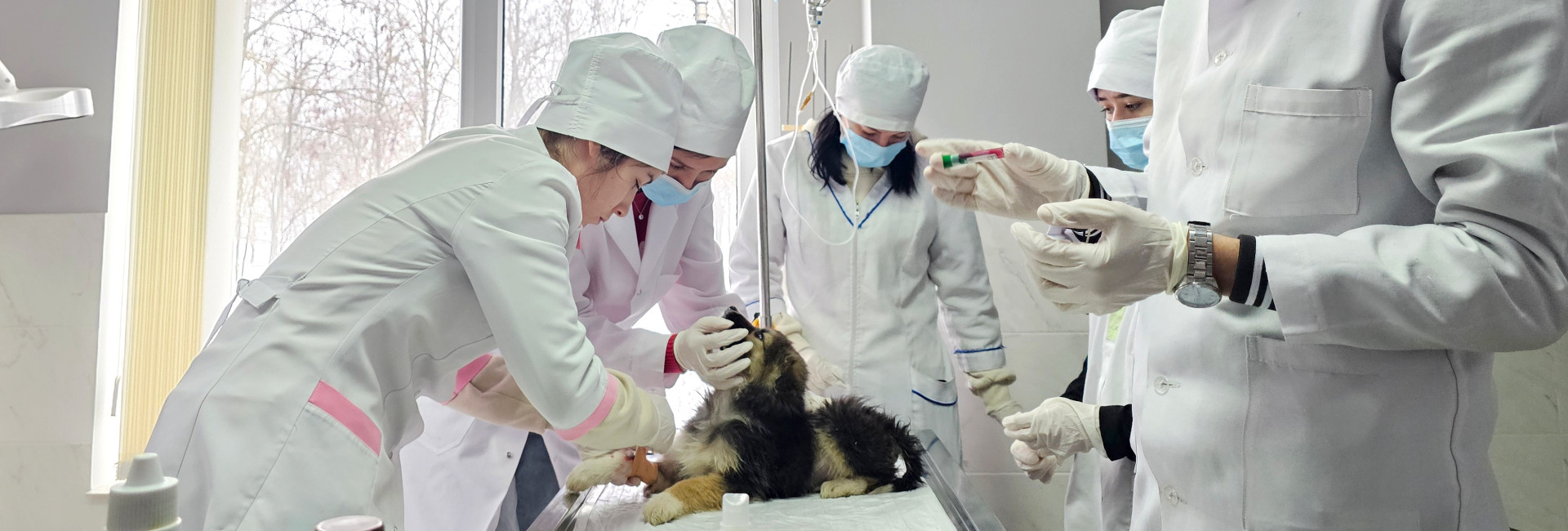 Sprijin ceh pentru educația veterinară din Republica Moldova