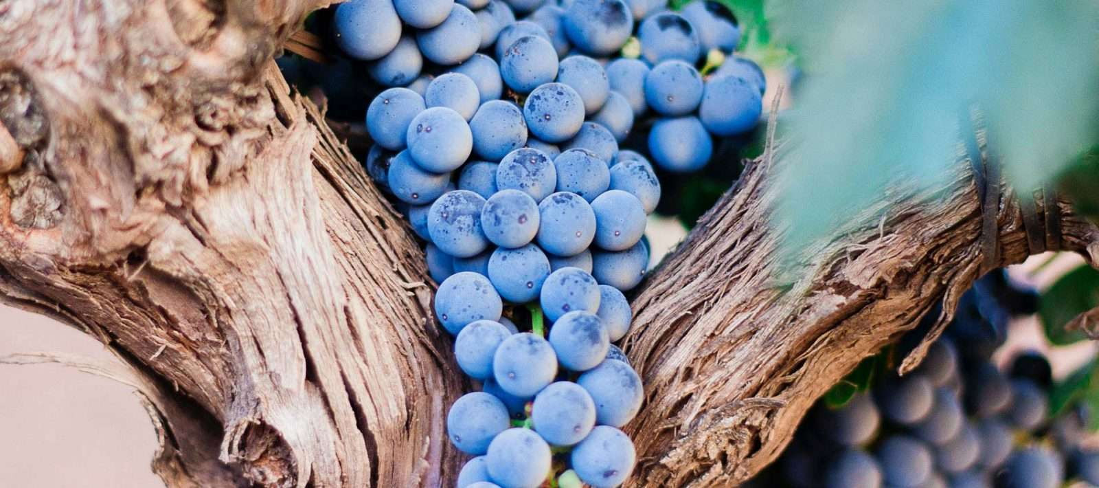 Development of wine education at secondary agricultural schools in Moldova