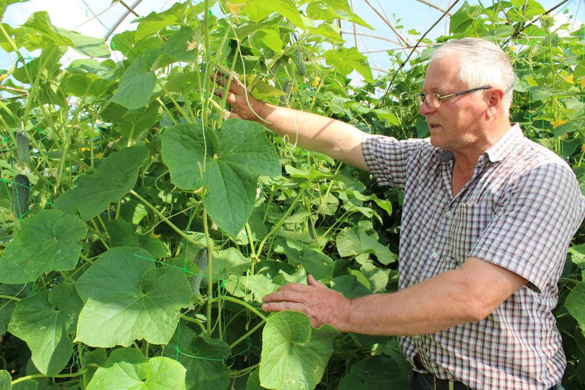 Support to the organic agriculture sector