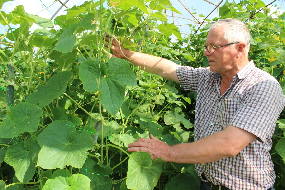 Sprijinirea sectorului agriculturii ecologice