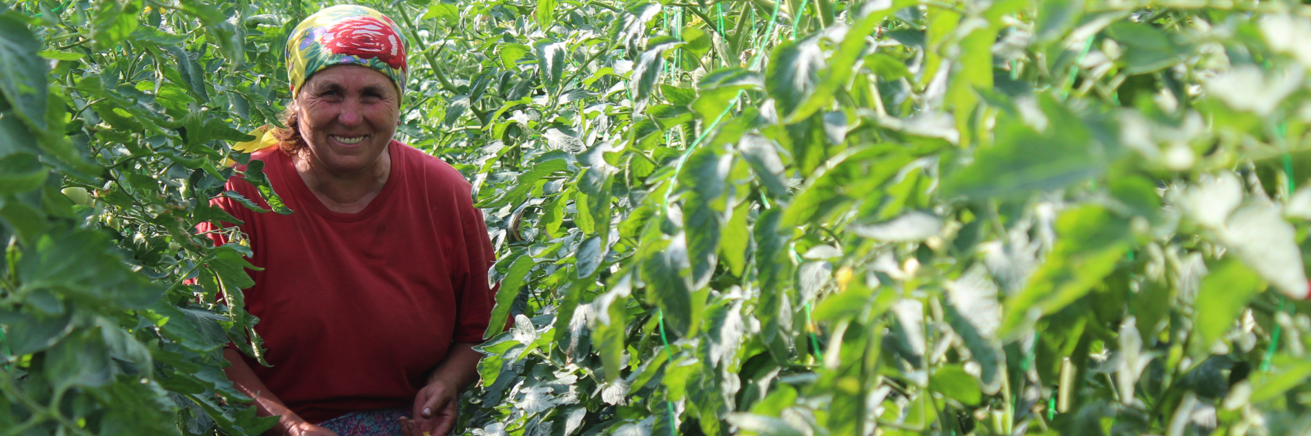 Rural Development, Livelihoods & Sustainability